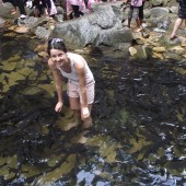 Знаете ли вы, что в Таиланде водятся совершенно ручные черные карпы?
